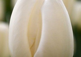 Tulipa Antarctica ® (4)